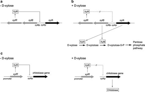 Development of a strictly regulated xylose.
